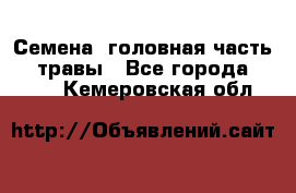 Семена (головная часть))) травы - Все города  »    . Кемеровская обл.